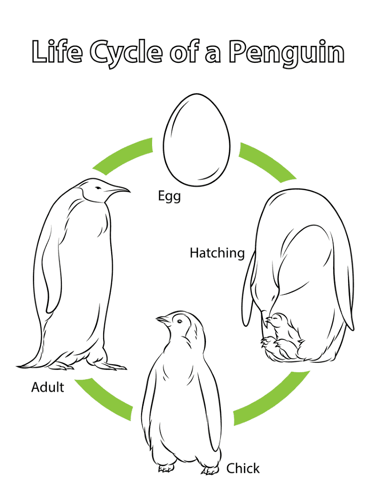 Life Cycle Of A Penguin Coloring Page Md Coloring Page — Free Printable — free printable coloring page