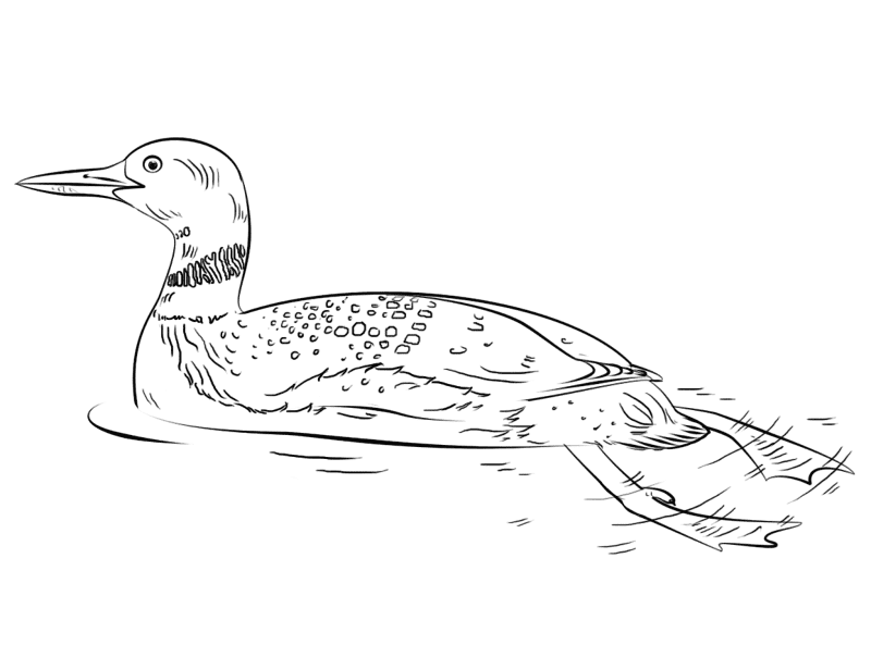 Loon Coloring Page Md Coloring Page — Free Printable — free printable coloring page
