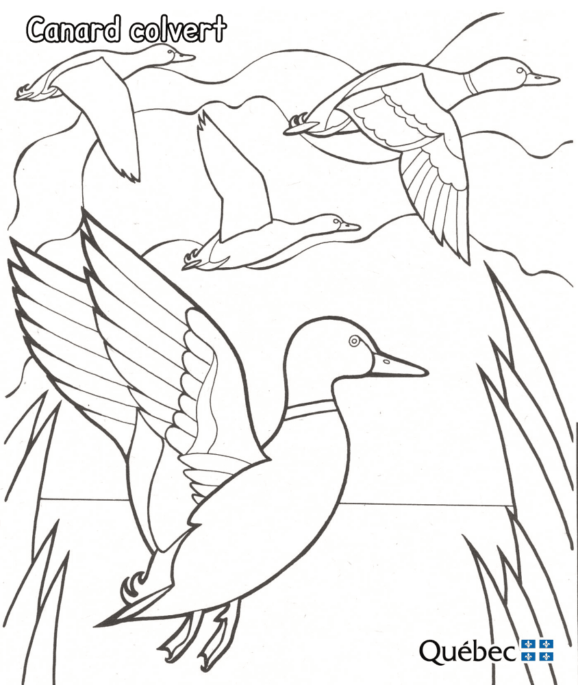 Mallard Md Coloring Page — Free Printable — free printable coloring page