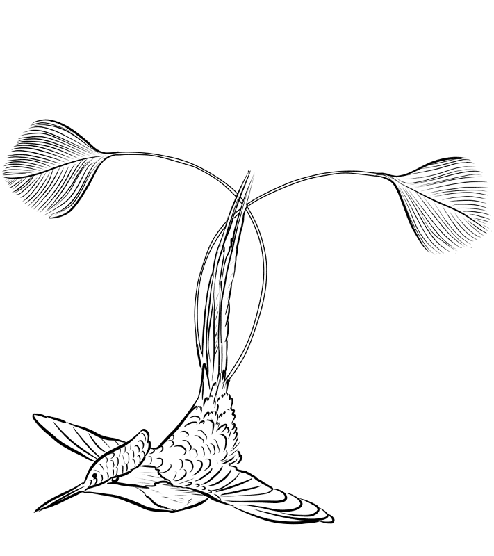 Marvellous Spatuletail Hummingbird Coloring Page Md Coloring Page — Free Printable — free printable coloring page