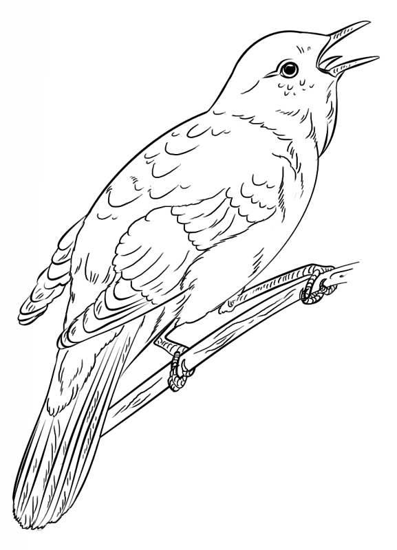 Nightingale Coloring Page Md Coloring Page — Free Printable — free printable coloring page