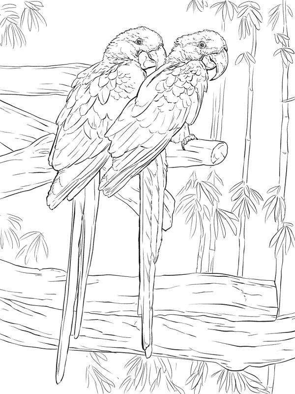 Pair Hyacinth Macaws Coloring Pages Md Coloring Page — Free Printable — free printable coloring page
