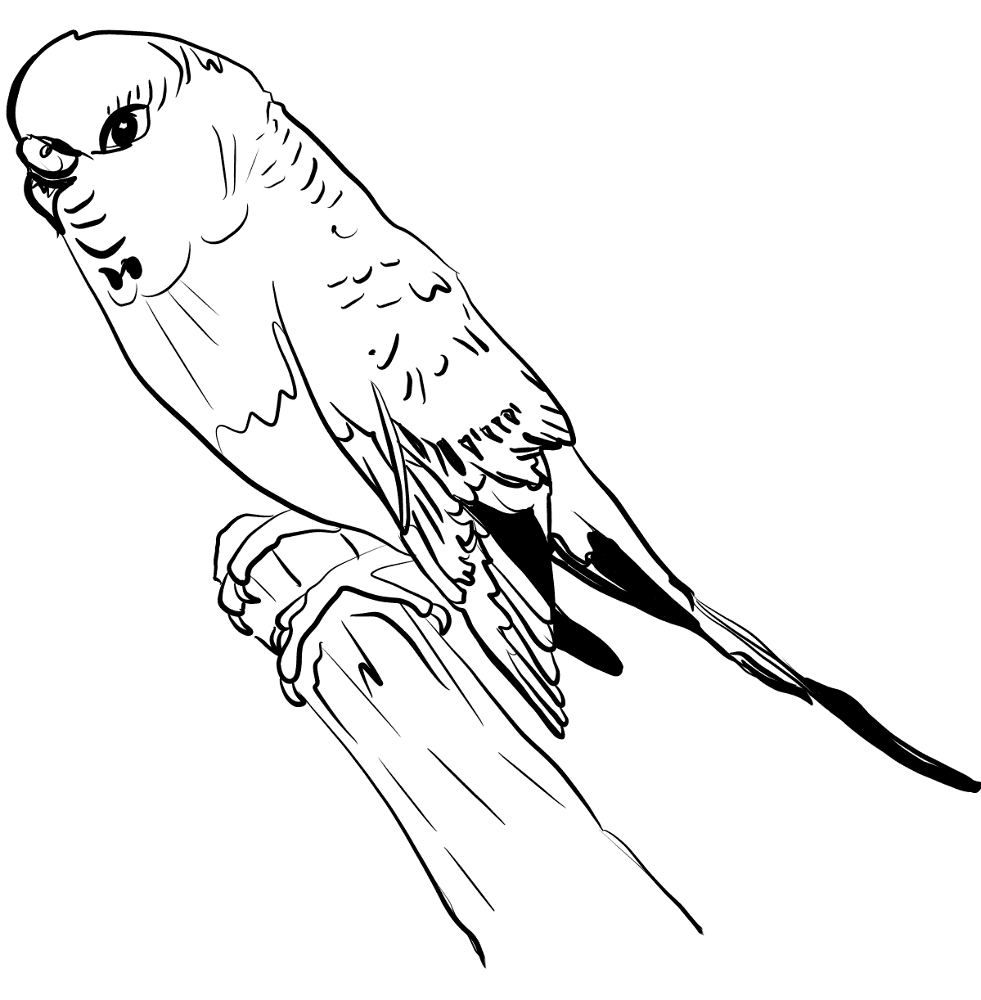 Parakeet Coloring Page Md Coloring Page — Free Printable — free printable coloring page