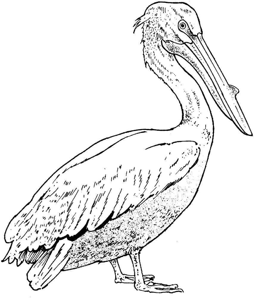 Pelican 6 Coloring Page Md Coloring Page — Free Printable — free printable coloring page