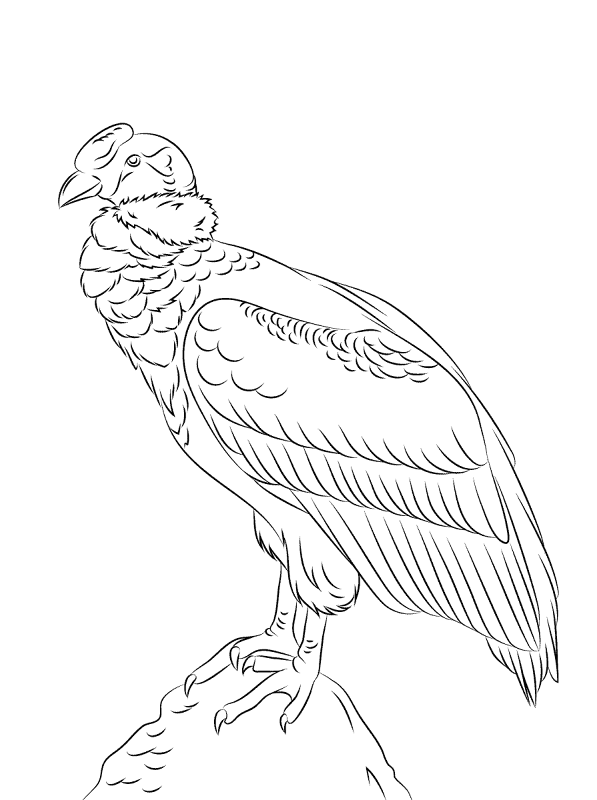Perched Andean Condor Coloring Pages Md Coloring Page — Free Printable — free printable coloring page