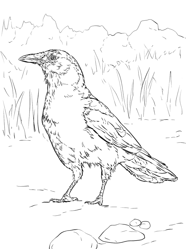 Realistic American Crow Coloring Pages Md Coloring Page — Free Printable — free printable coloring page