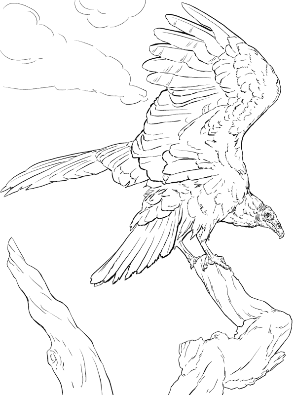 Realistic Turkey Vulture Coloring Pages Md Coloring Page — Free Printable — free printable coloring page
