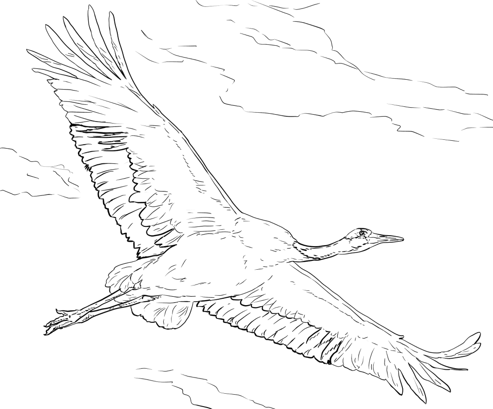 Red Crowned Crane In Flight Coloring Page Md Coloring Page — Free Printable — free printable coloring page