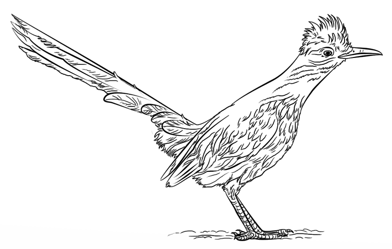 Roadrunner Coloring Page Md Coloring Page — Free Printable — free printable coloring page