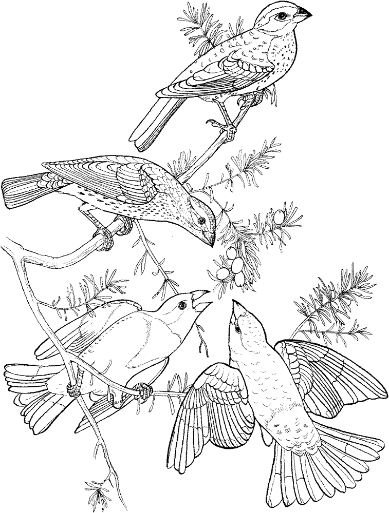 Rose Breasted Grosbeak Coloring Page Md Coloring Page — Free Printable — free printable coloring page