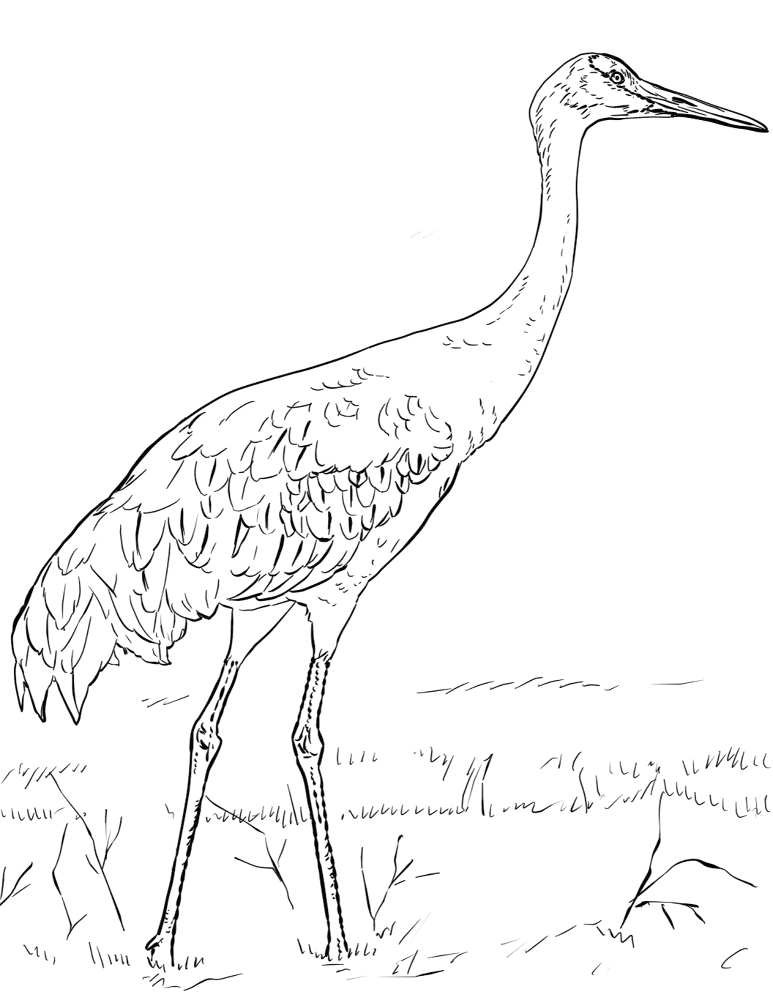 Sandhill Crane Coloring Page Md Coloring Page — Free Printable — free printable coloring page