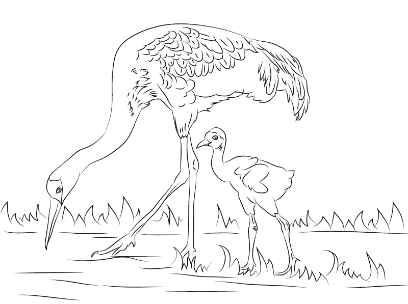 Sandhill Crane Cute Chick Coloring Pages Md Coloring Page — Free Printable — free printable coloring page