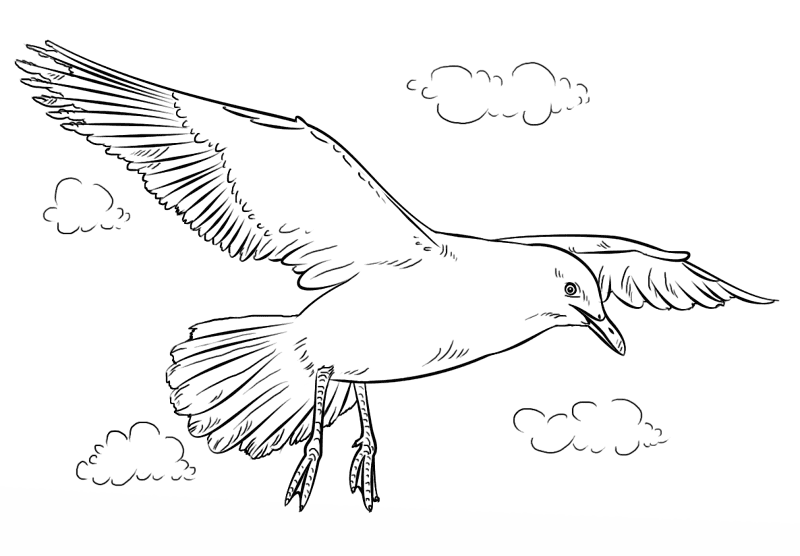 Seagull Coloring Page Md Coloring Page — Free Printable — free printable coloring page