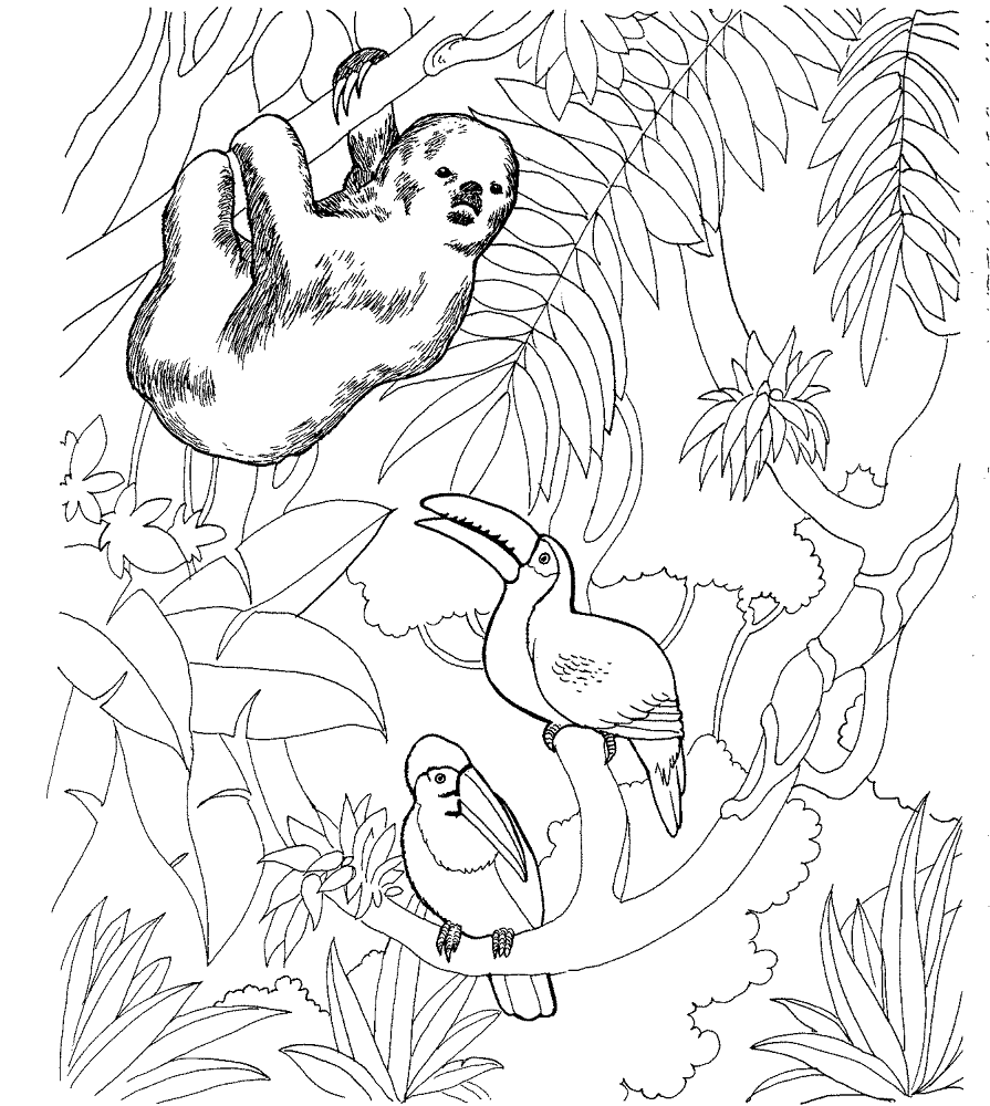 Sloth And Bird Coloring Page Md Coloring Page — Free Printable — free printable coloring page