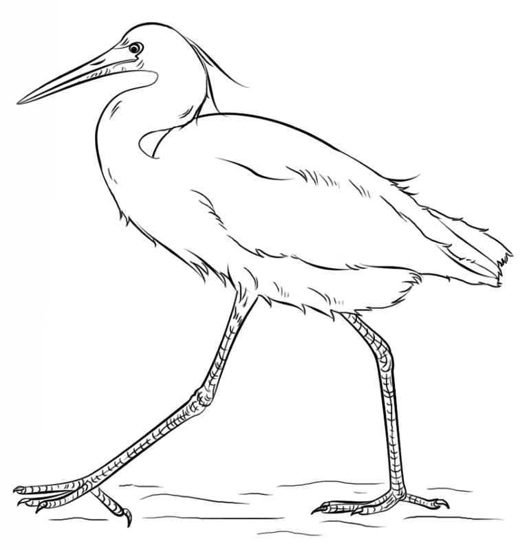Snow Egret Coloring Page Md Coloring Page — Free Printable — free printable coloring page