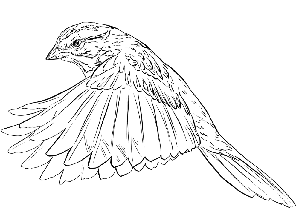 Song Sparrow In Flight Coloring Page Md Coloring Page — Free Printable — free printable coloring page