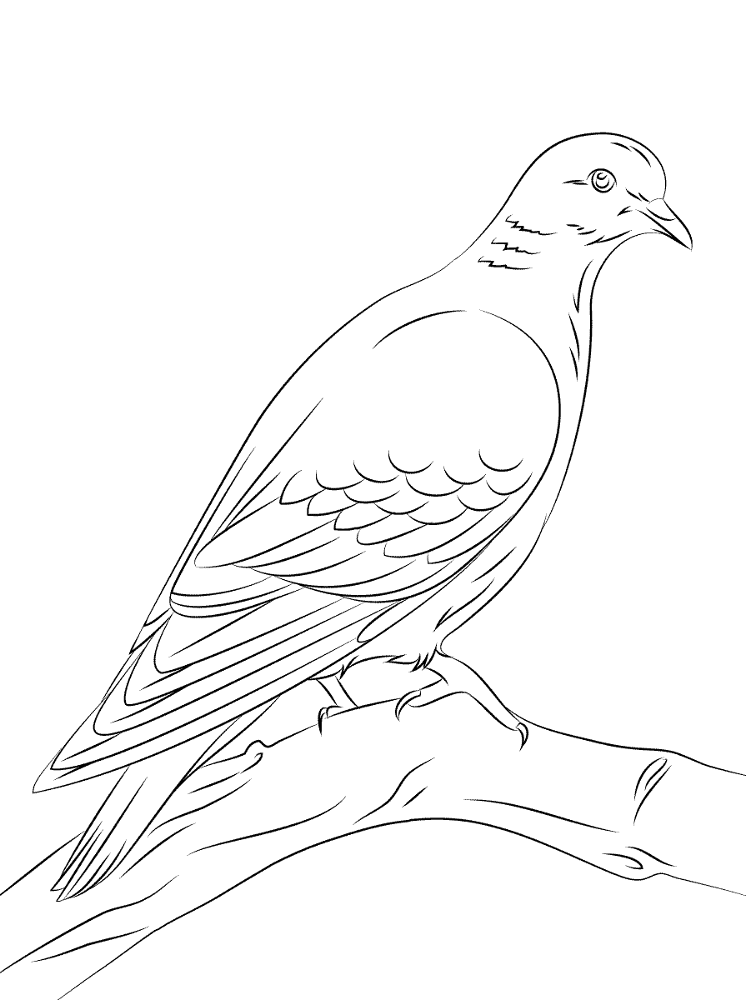 Stock Dove Coloring Pages Md Coloring Page — Free Printable — free printable coloring page