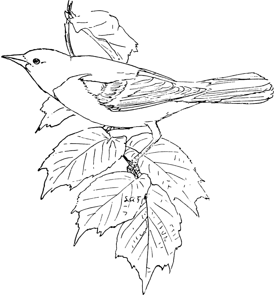 The Baltimore Oriole Coloring Page Md Coloring Page — Free Printable — free printable coloring page