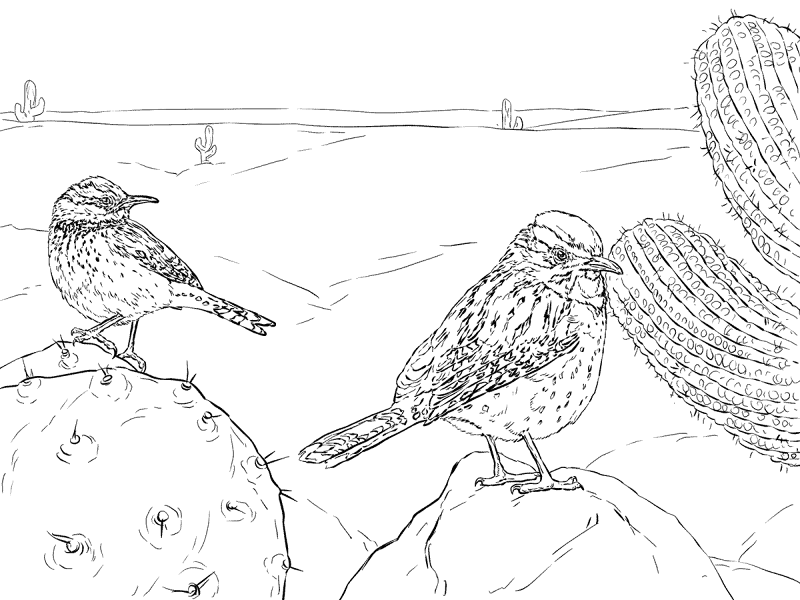 Two Cactus Wrens Coloring Pages Md Coloring Page — Free Printable — free printable coloring page