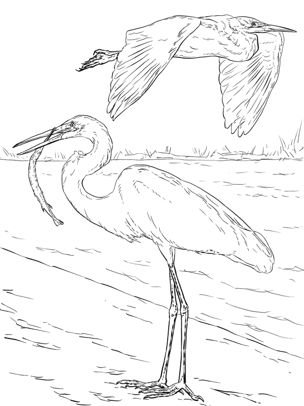 Two Great White Egrets Coloring Pages Md Coloring Page — Free Printable — free printable coloring page