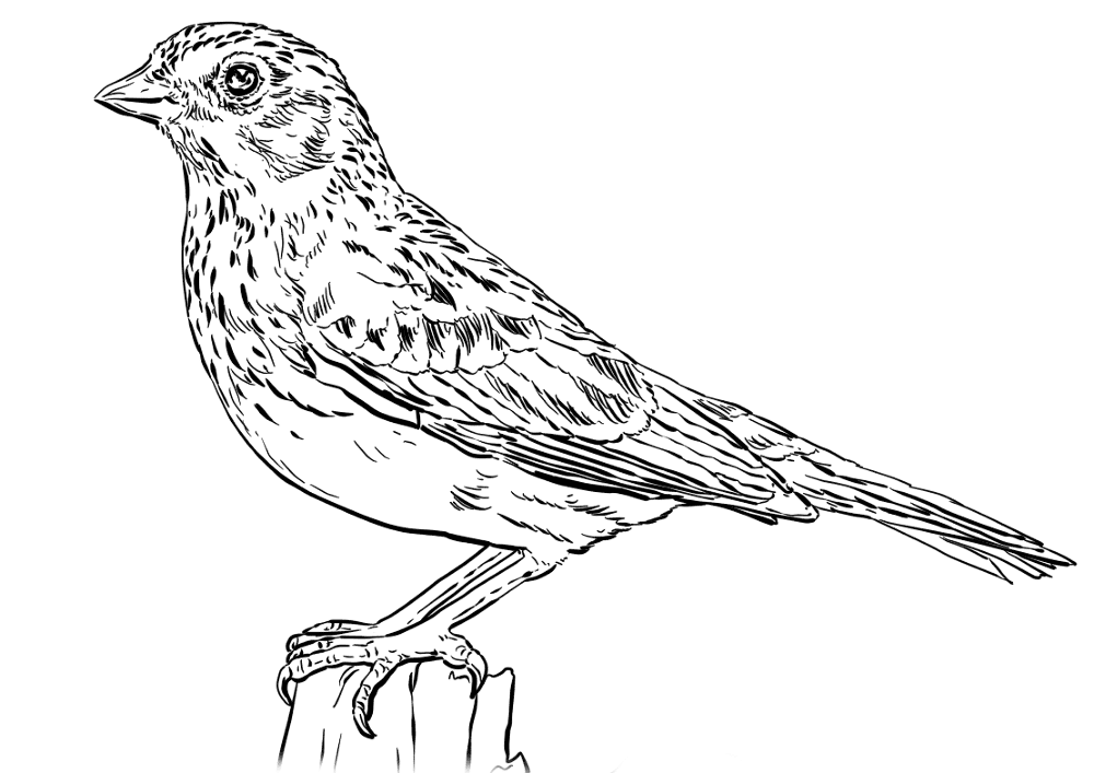 Vesper Sparrow Coloring Page Md Coloring Page — Free Printable — free printable coloring page