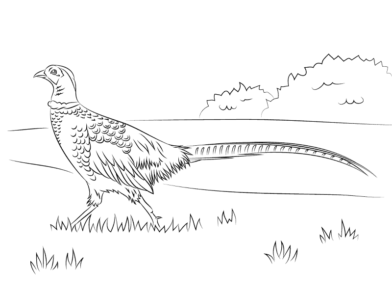 Walking Pheasant Coloring Pages Md Coloring Page — Free Printable — free printable coloring page