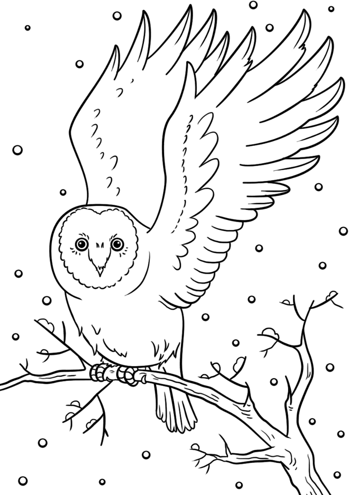 Winter Owl Coloring Page Md Coloring Page — Free Printable — free printable coloring page