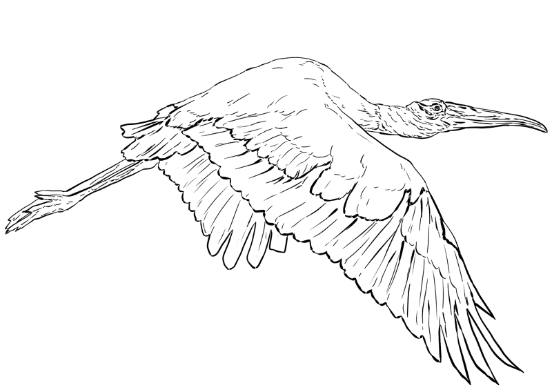 Wood Stork In Flight Coloring Page Md Coloring Page — Free Printable — free printable coloring page