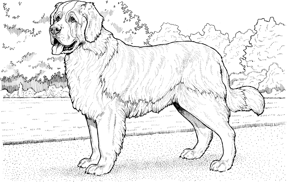 Saint Bernard Coloring Page Md Coloring Page — Free Printable — free printable coloring page