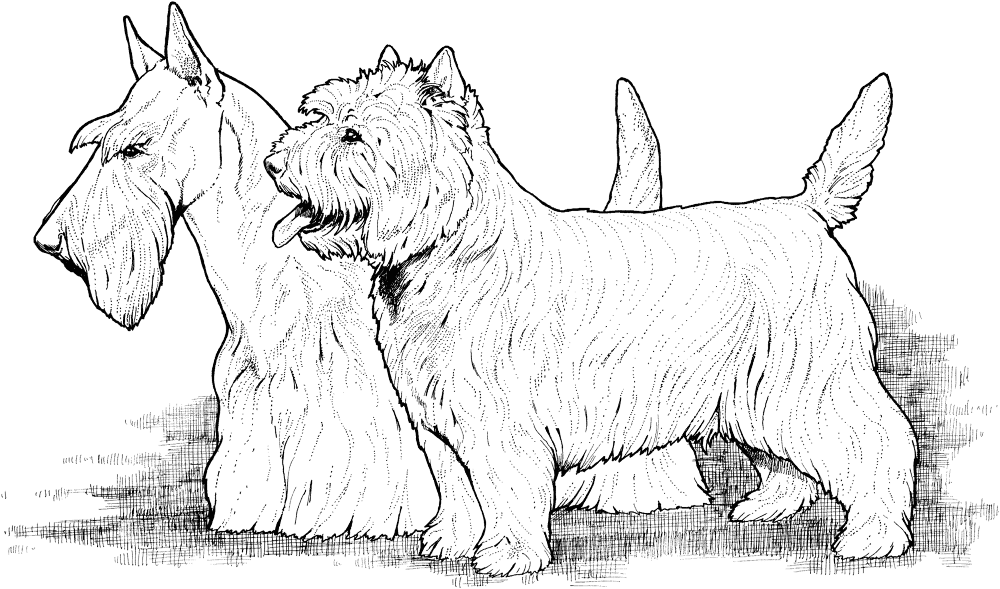 Scottish And West Highland Terriers Coloring Page Md Coloring Page — Free Printable — free printable coloring page