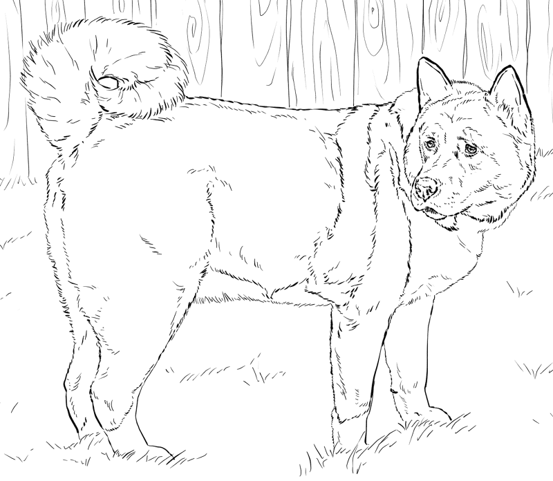 American Akita Coloring Page Md Coloring Page — Free Printable — free printable coloring page