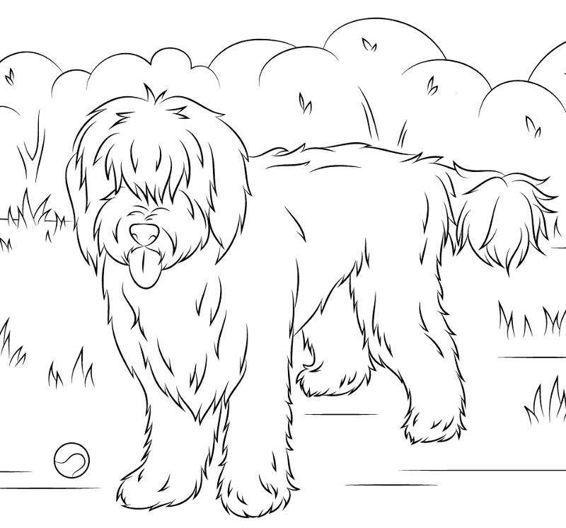Australian Labradoodles Coloring Page Md Coloring Page — Free Printable — free printable coloring page