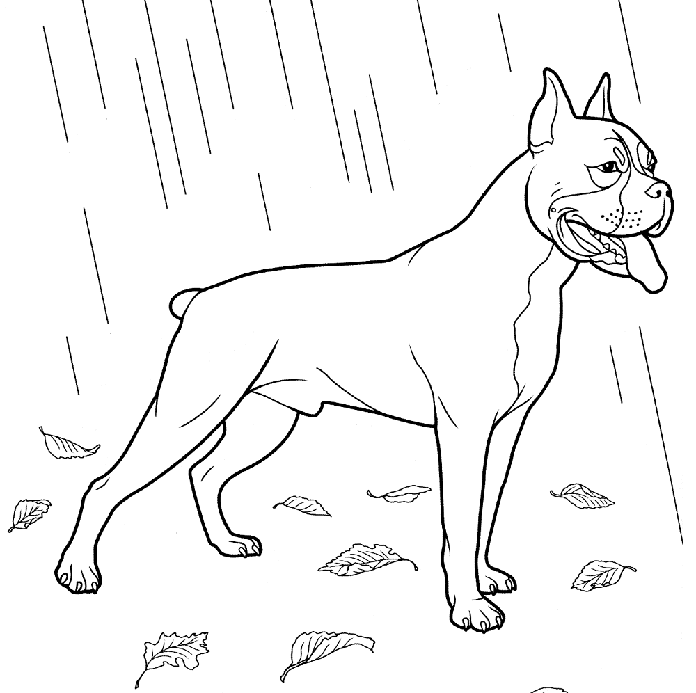 Boxer Coloring Page Md Coloring Page — Free Printable — free printable coloring page