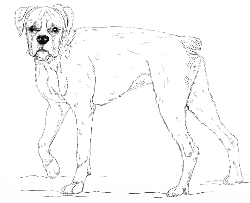 Boxer Dog Coloring Page Md Coloring Page — Free Printable — free printable coloring page