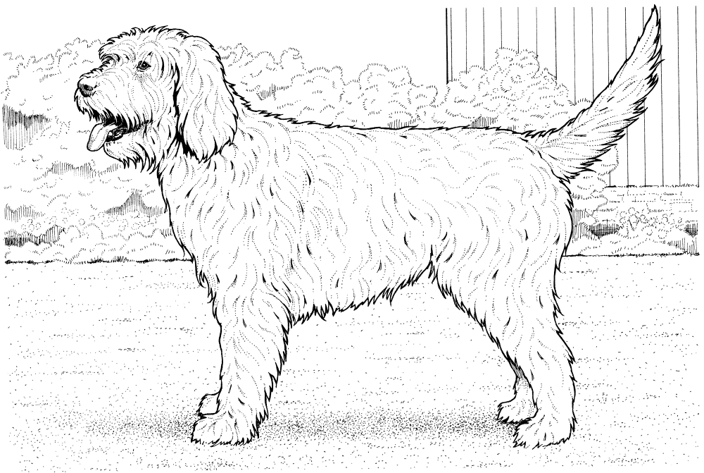 Cockapoo Dog Coloring Page Md Coloring Page — Free Printable — free printable coloring page