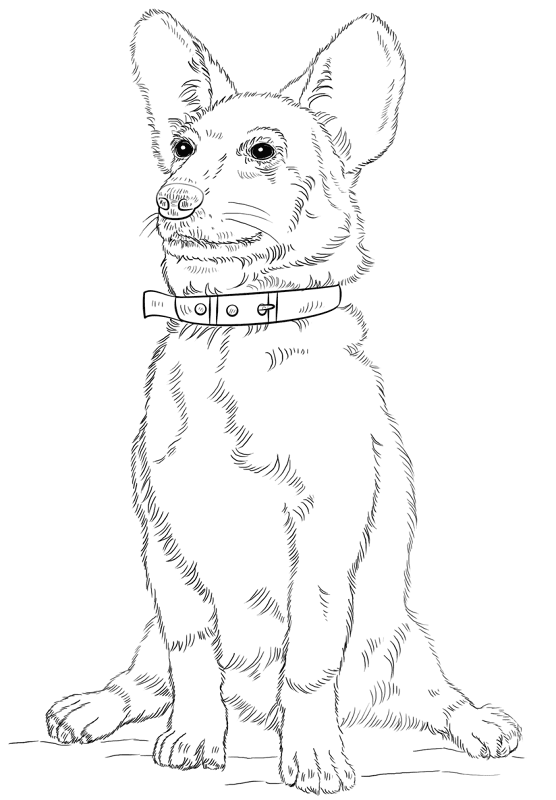 Corgi Dog Coloring Page Md Coloring Page — Free Printable — free printable coloring page