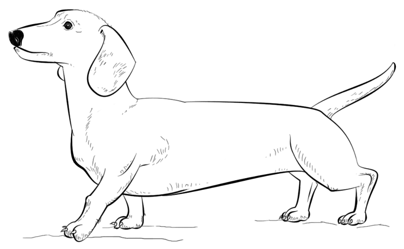 Dachshund Coloring Page Md Coloring Page — Free Printable — free printable coloring page