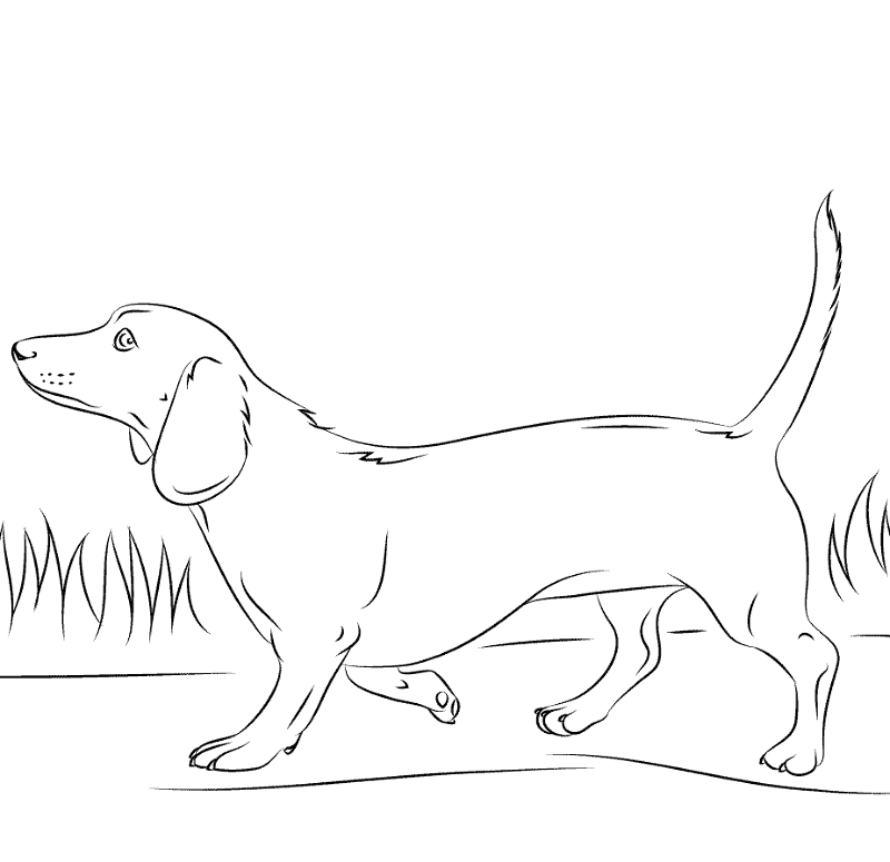 Dachshunds Coloring Page Md Coloring Page — Free Printable — free printable coloring page