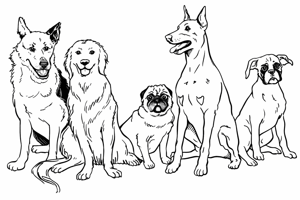 Dog Breeds 2 Md Coloring Page — Free Printable — free printable coloring page