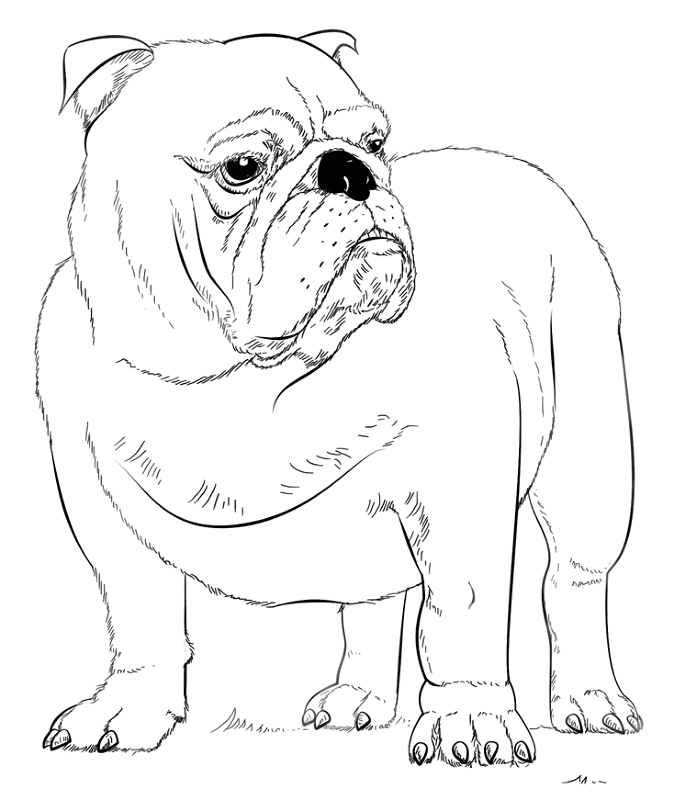 English Buldog Coloring Page Md Coloring Page — Free Printable — free printable coloring page
