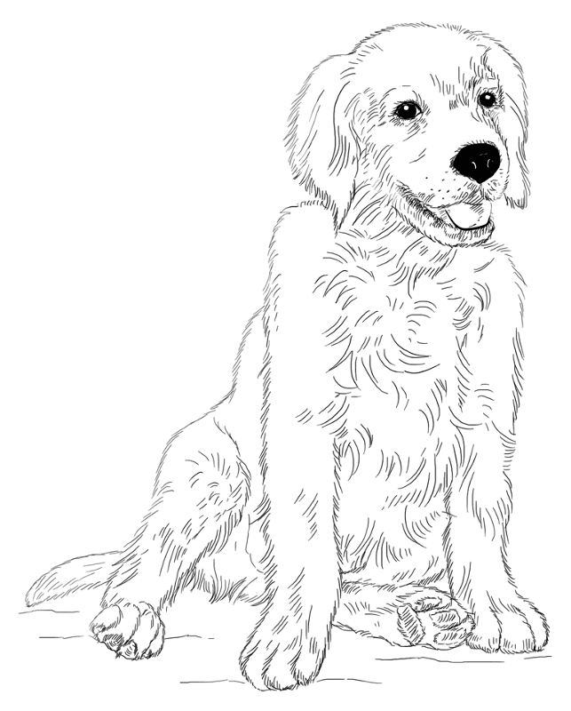 Golden Retriever Puppy Coloring Page Md Coloring Page — Free Printable — free printable coloring page