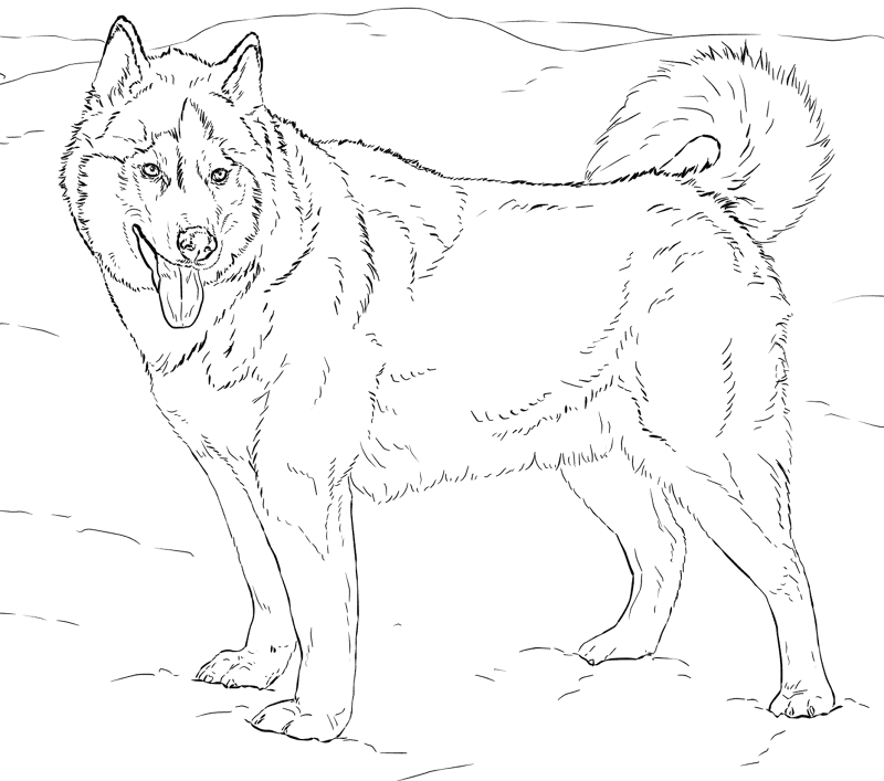 Husky Coloring Page Md Coloring Page — Free Printable — free printable coloring page