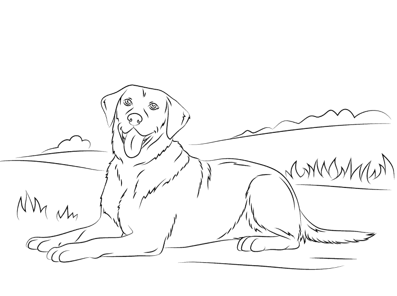 Labrador Retriever Coloring Page Md Coloring Page — Free Printable — free printable coloring page