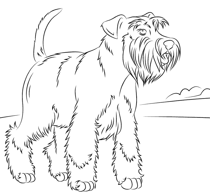 Miniature Schnauzers Coloring Page Md Coloring Page — Free Printable — free printable coloring page