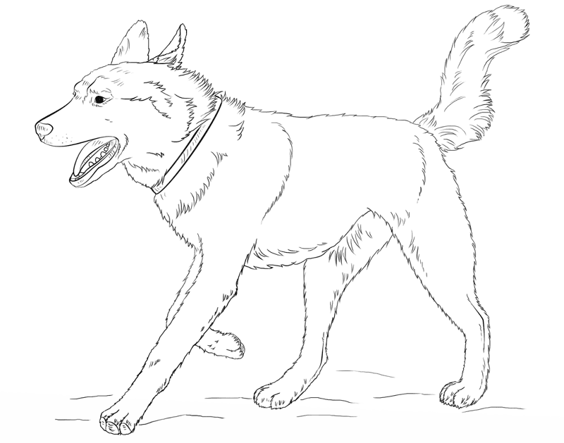 Running Siberian Husky Coloring Page Md Coloring Page — Free Printable — free printable coloring page