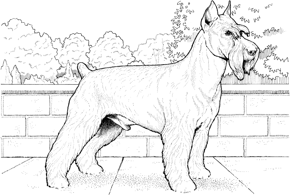 Schnauzer Terrier Coloring Page Md Coloring Page — Free Printable — free printable coloring page