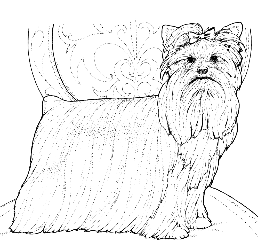 Yorkshire Terrier On Chair Coloring Page Md Coloring Page — Free Printable — free printable coloring page