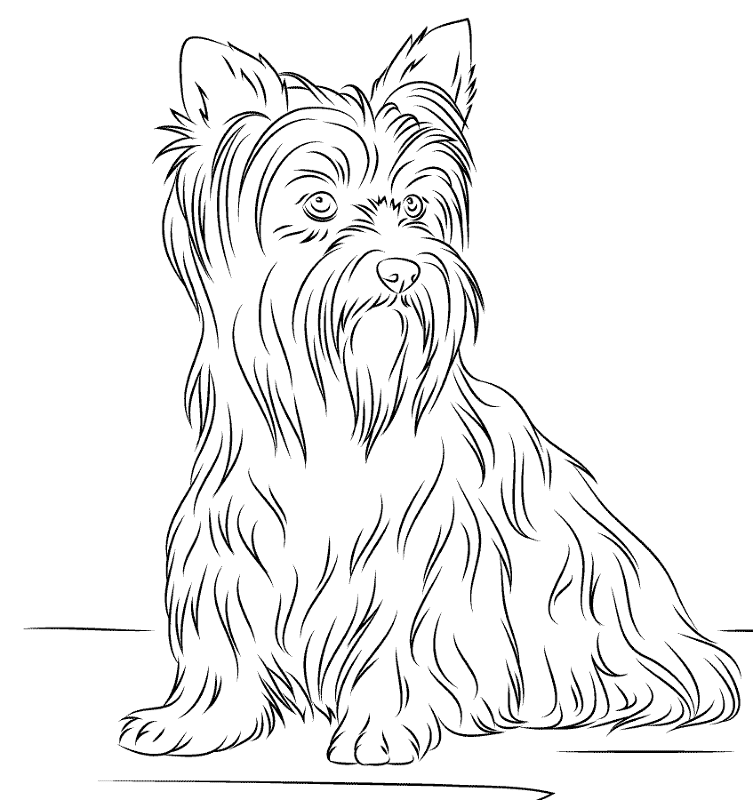 Yorkshire Terriers Coloring Page Md Coloring Page — Free Printable — free printable coloring page