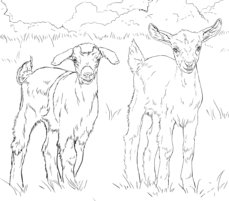 Baby Goats Coloring Page Md Coloring Page — Free Printable — free printable coloring page