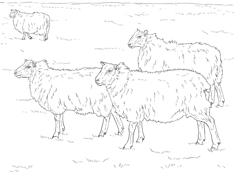 Domestic Sheeps Coloring Page Md Coloring Page — Free Printable — free printable coloring page